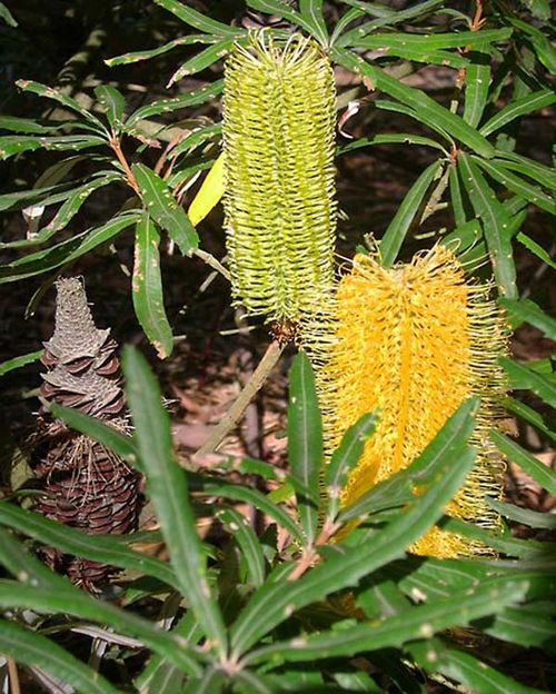 Banksia seminuda photo