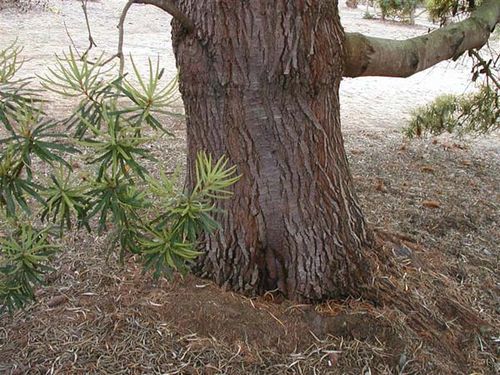 Banksia seminuda photo