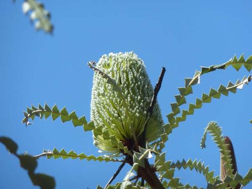 Banksia speciosa photo