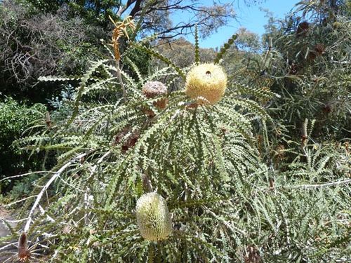 Banksia speciosa photo