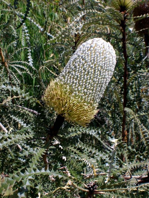 Banksia speciosa photo