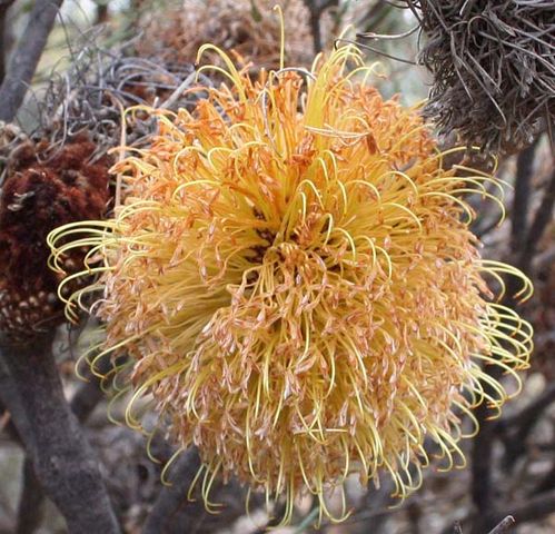 Banksia sphaerocarpa var caesia photo