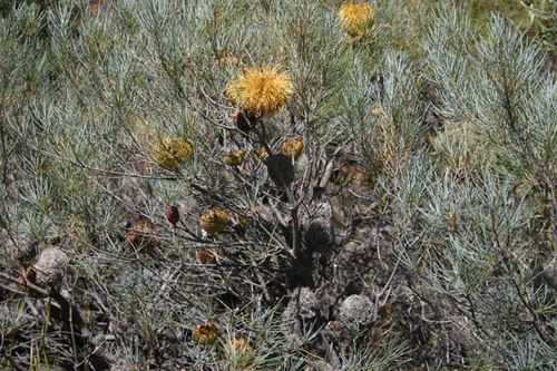 Banksia sphaerocarpa var caesia photo