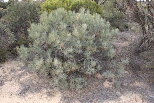 Banksia sphaerocarpa var caesia photo