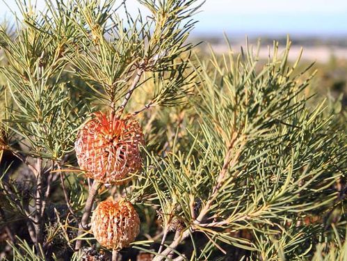 Banksia sphaerocarpa var pumilio photo