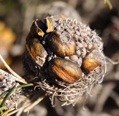 Banksia sphaerocarpa var pumilio photo