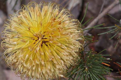 Banksia sphaerocarpa var sphaerocarpa photo