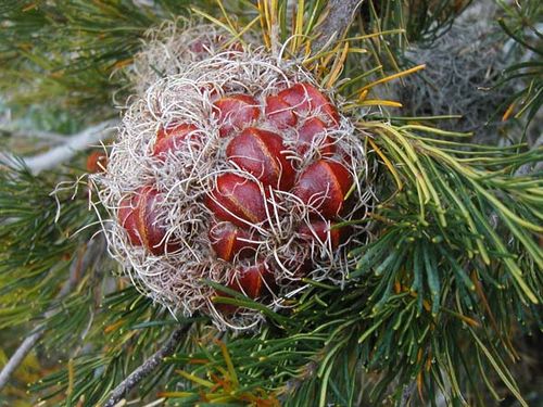 Banksia sphaerocarpa var sphaerocarpa photo