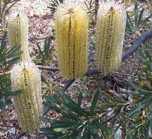 Banksia spinulosa 'Lemon Glow' photo