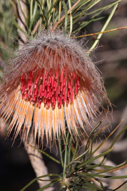 Banksia splendida photo