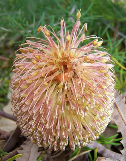 Banksia telmatiaea photo