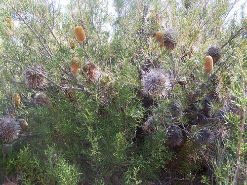 Banksia telmatiaea photo