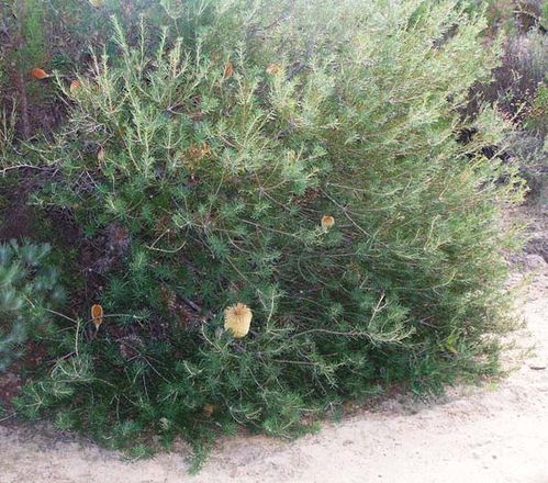 Banksia telmatiaea photo