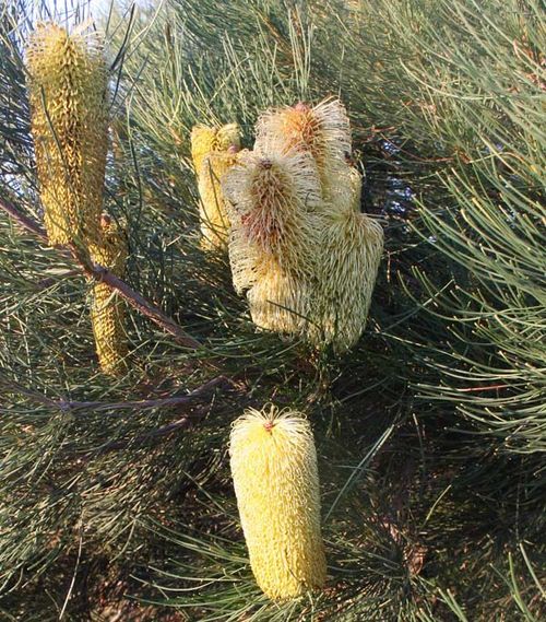 Banksia tricuspis photo