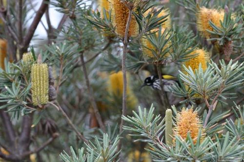Banksia verticillata photo
