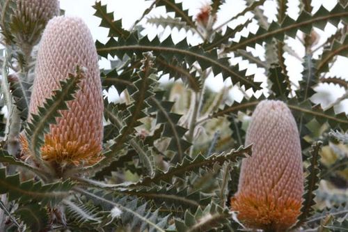 Banksia victoriae photo