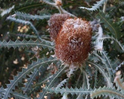Banksia victoriae photo