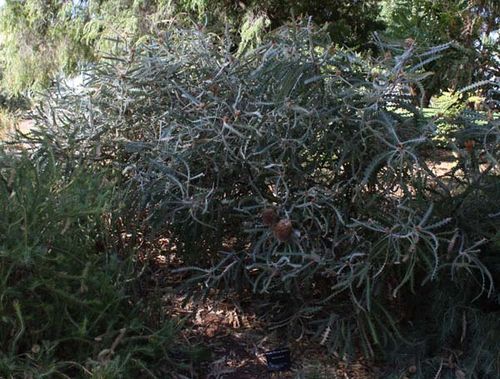 Banksia victoriae photo