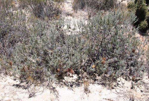 Banksia violacea photo