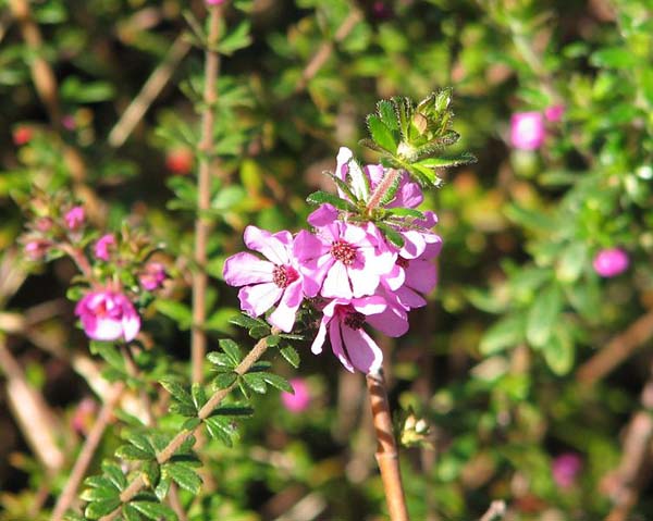 Bauera sessiliflora photo