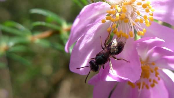 Bauera rubioides photo