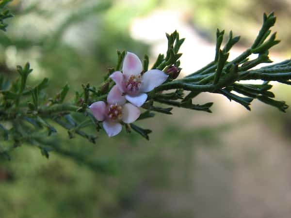 Boronia anemonifolia photo
