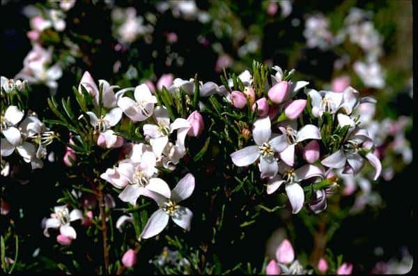 Boronia citriodora photo