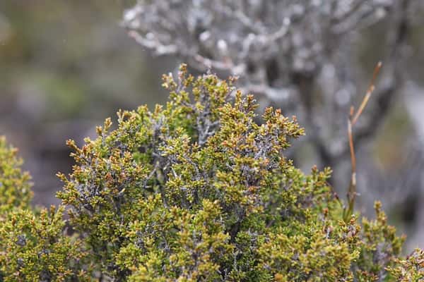 Boronia citriodora photo