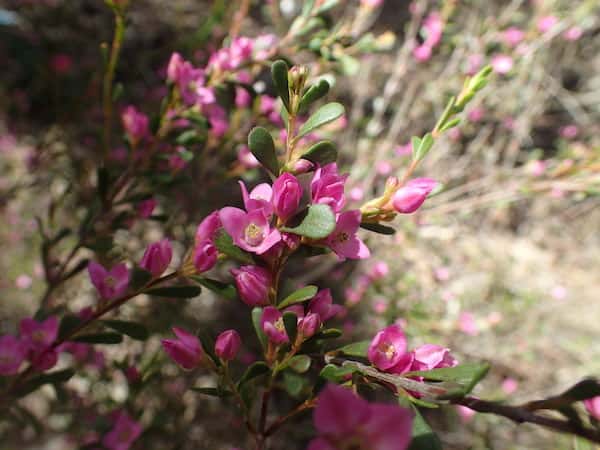 Boronia crenulata photo