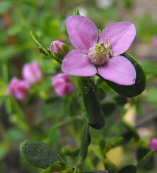 Boronia crenulata photo