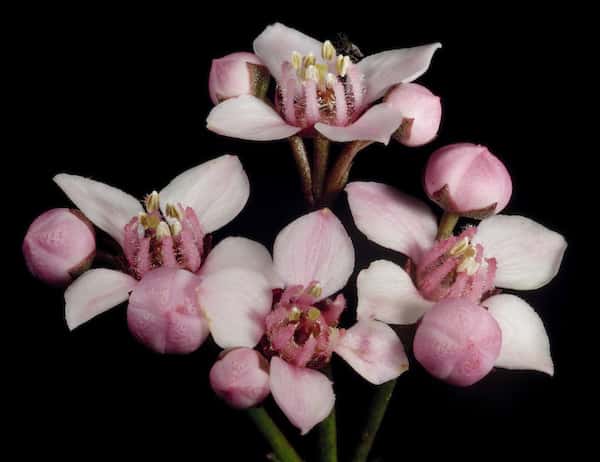 Boronia cymosa photo