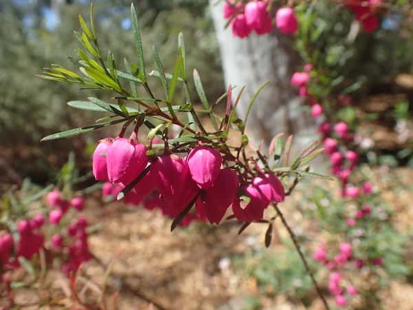 Boronia deanei photo