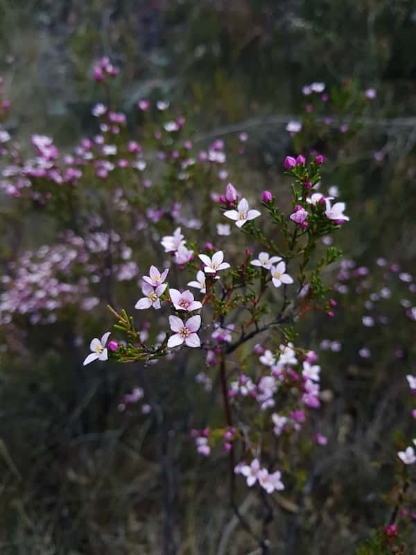 Boronia deanei photo