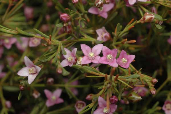 Boronia filifolia photo