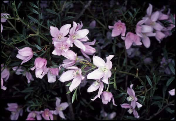 Boronia floribunda photo