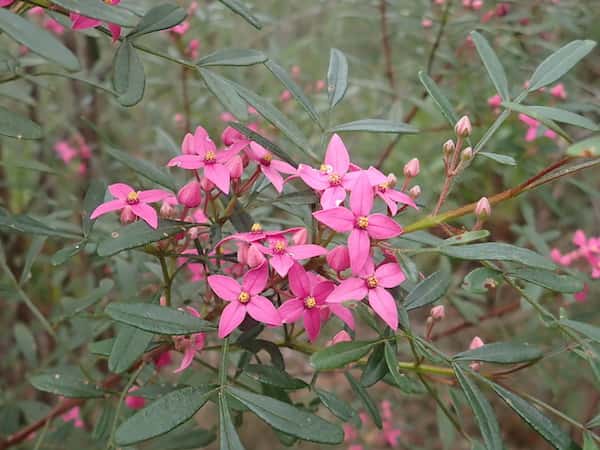 Boronia fraseri photo