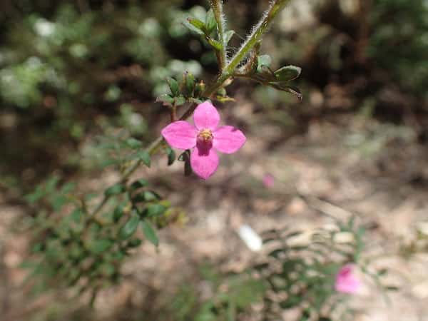 Boronia gracilipes photo