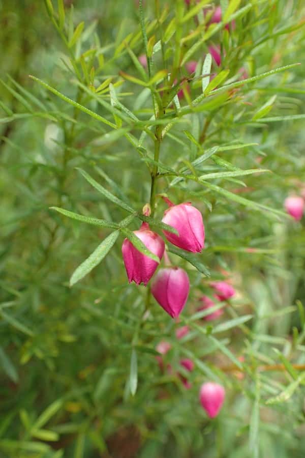 Boronia heterophylla photo