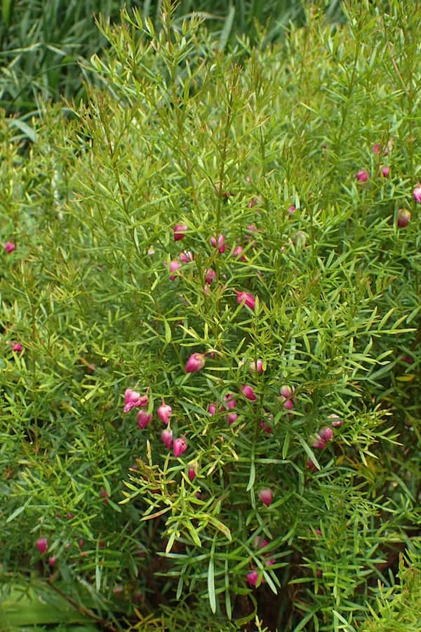 Boronia heterophylla photo