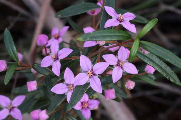 Boronia ledifolia photo