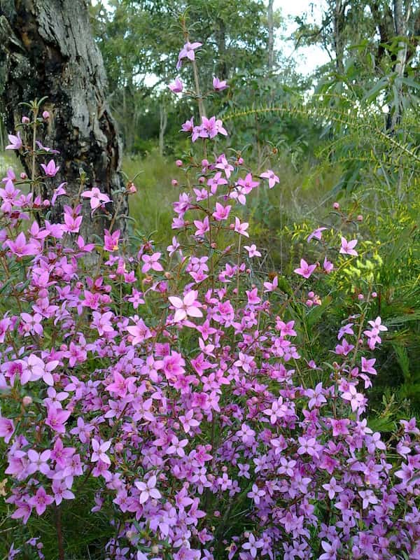 Boronia ledifolia photo