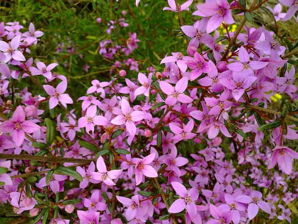 Boronia ledifolia photo