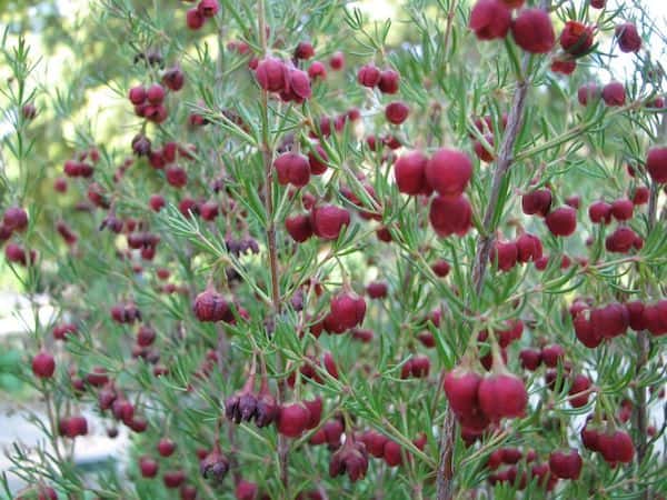 Boronia megastigma photo