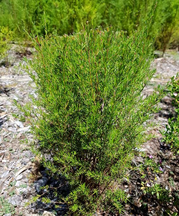 Boronia megastigma - Brown Boronia