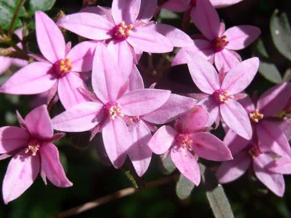 Boronia mollis photo