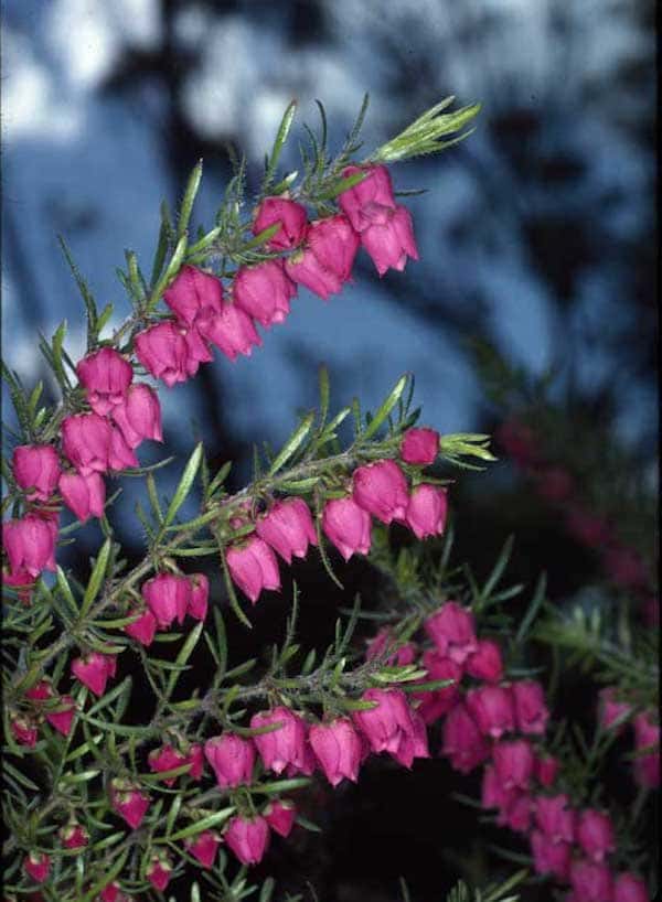 Boronia molloyae photo