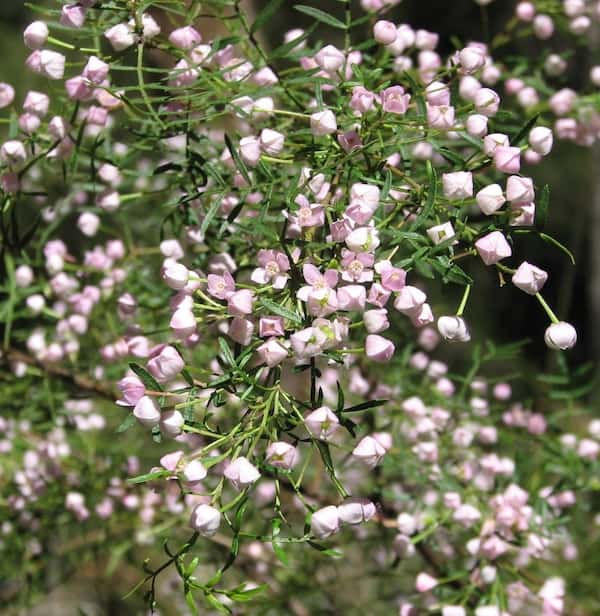 Boronia muelleri photo