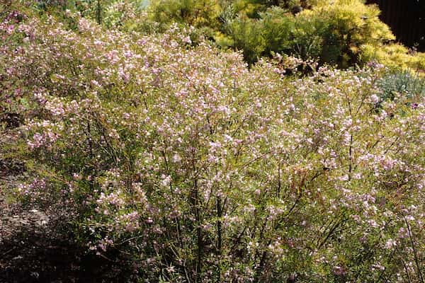 Boronia muelleri photo