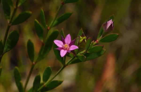 Boronia parviflora photo