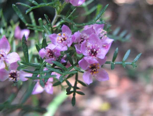 Boronia safrolifera photo